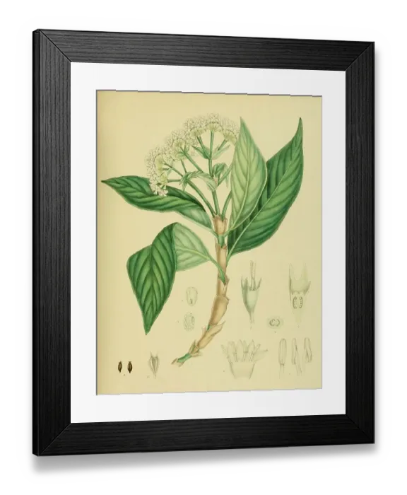 Framed Print : Hedyotis lessertiana, native to Southeast Asia, Sri Lanka, digitally restored historical colour print from 1893 Framed Print : Hedyotis lessertiana, native to Southeast Asia, Sri Lanka, digitally restored historical colour print from 1893