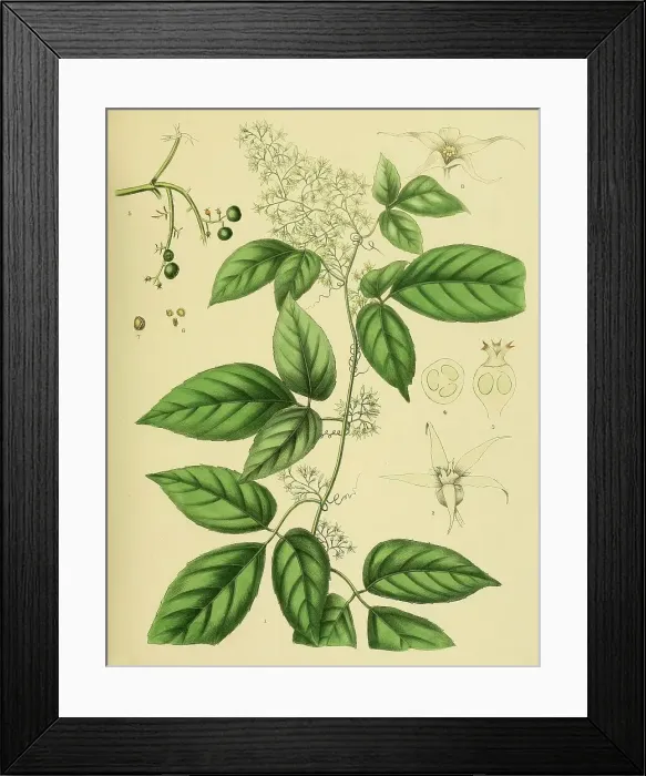 Framed Print : Gynostemma pedata, native to Southeast Asia, Sri Lanka, digitally restored historical colour print from 1893 Framed Print : Gynostemma pedata, native to Southeast Asia, Sri Lanka, digitally restored historical colour print from 1893