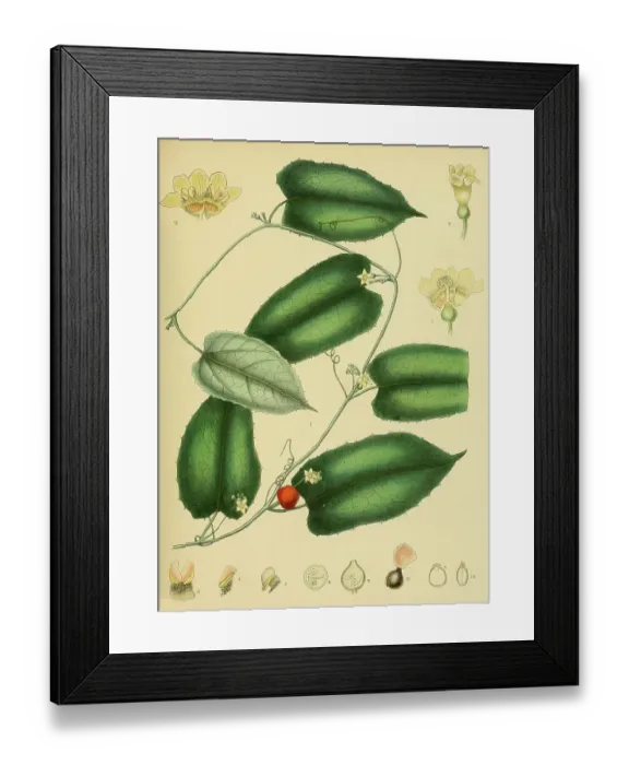 Framed Print : Cerasiocarpum zeylanicum, native to Southeast Asia, Sri Lanka, digitally restored historical colour print from 1893 Framed Print : Cerasiocarpum zeylanicum, native to Southeast Asia, Sri Lanka, digitally restored historical colour print from 1893