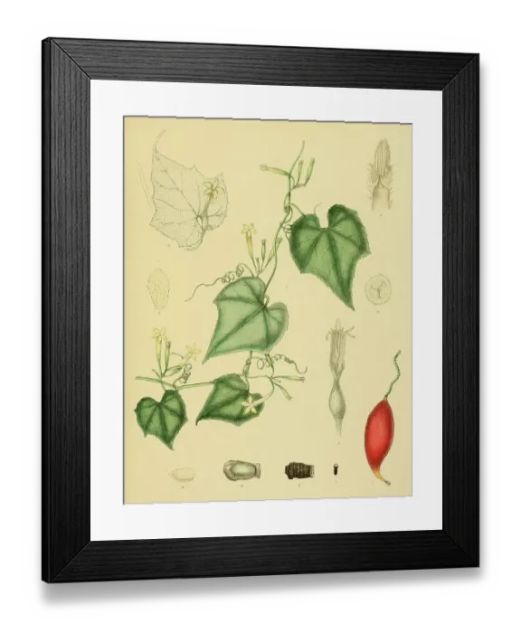 Framed Print : Native to Southeast Asia, Sri Lanka, digitally restored historical colour print from 1893 Framed Print : Native to Southeast Asia, Sri Lanka, digitally restored historical colour print from 1893