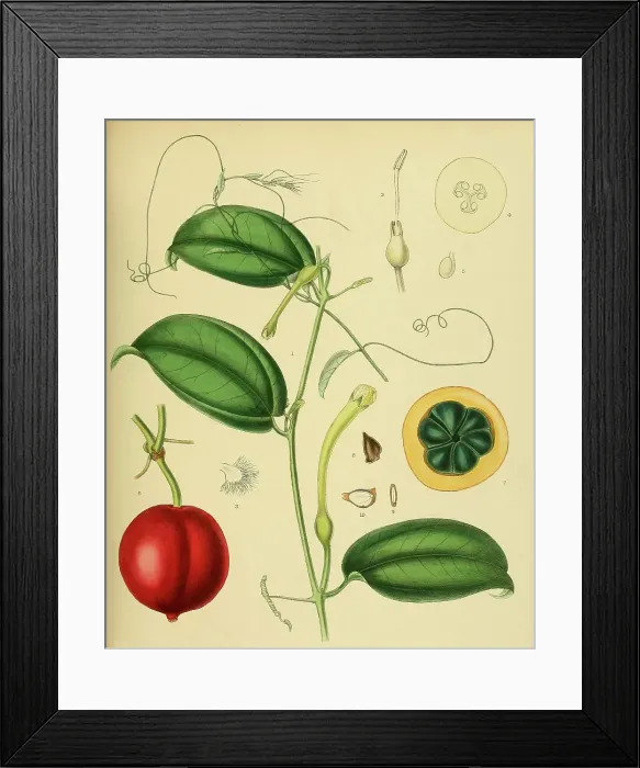 Framed Print : Native to Southeast Asia, Sri Lanka, digitally restored historical colour print from 1893 Framed Print : Native to Southeast Asia, Sri Lanka, digitally restored historical colour print from 1893