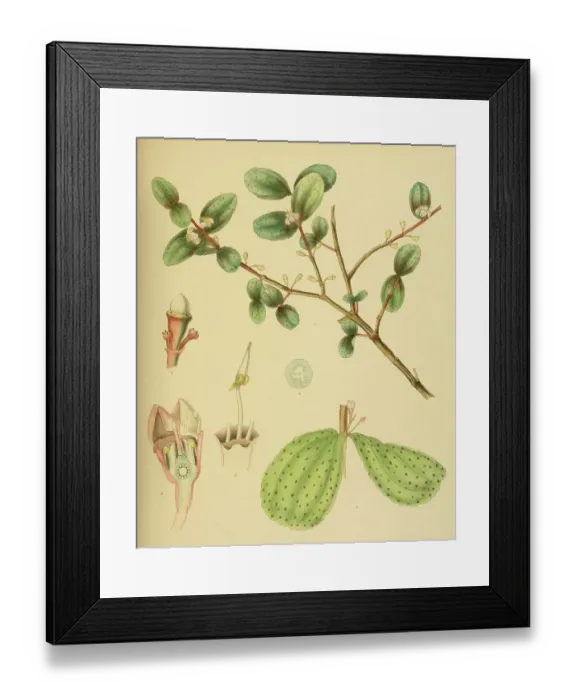 Framed Print : Native to Southeast Asia, Sri Lanka, digitally restored historical colour print from 1893 Framed Print : Native to Southeast Asia, Sri Lanka, digitally restored historical colour print from 1893
