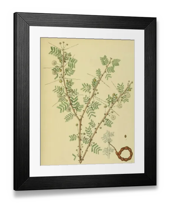Framed Print : Native to Southeast Asia, Sri Lanka, digitally restored historical colour print from 1893 Framed Print : Native to Southeast Asia, Sri Lanka, digitally restored historical colour print from 1893