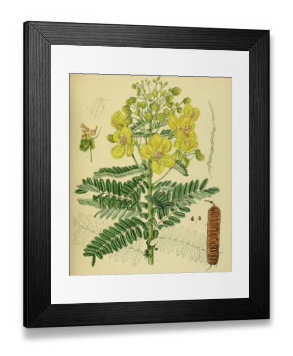 Framed Print : Cassia auriculata, native to Southeast Asia, Sri Lanka, digitally restored historical colour print from 1893 Framed Print : Cassia auriculata, native to Southeast Asia, Sri Lanka, digitally restored historical colour print from 1893