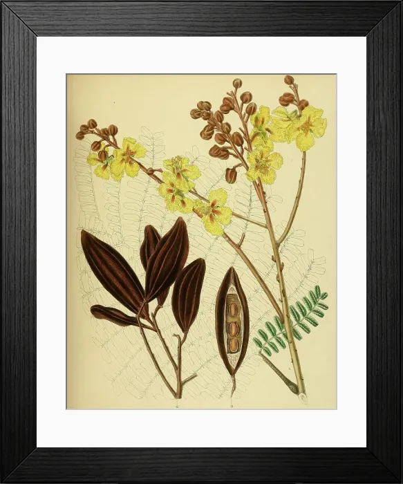 Framed Print : Peltophorum ferrugineum, native to Southeast Asia, Sri Lanka, digitally restored historical colour print from 1893 Framed Print : Peltophorum ferrugineum, native to Southeast Asia, Sri Lanka, digitally restored historical colour print from 1893