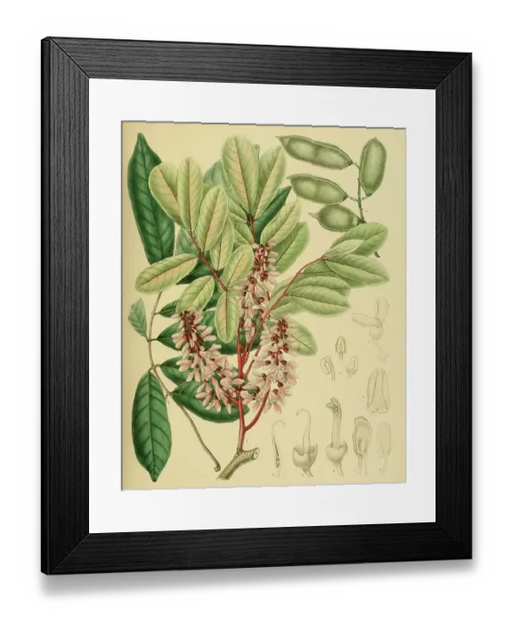 Framed Print : Derris oblonga, native to Southeast Asia, Sri Lanka, digitally restored historical colour print from 1893 Framed Print : Derris oblonga, native to Southeast Asia, Sri Lanka, digitally restored historical colour print from 1893