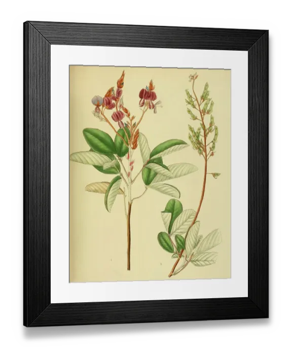 Framed Print : Desmodium jucundum, native to Southeast Asia, Sri Lanka, digitally restored historical colour print from 1893 Framed Print : Desmodium jucundum, native to Southeast Asia, Sri Lanka, digitally restored historical colour print from 1893