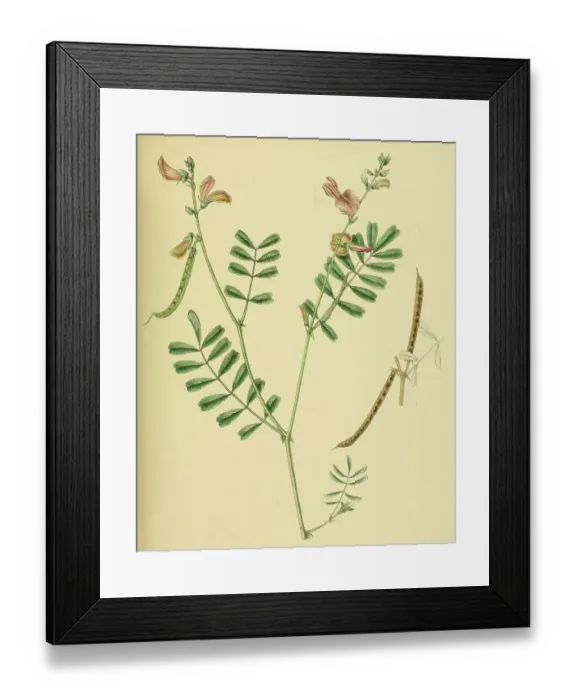 Framed Print : Tephrosia maxima, native to Southeast Asia, Sri Lanka, digitally restored historical colour print from 1893 Framed Print : Tephrosia maxima, native to Southeast Asia, Sri Lanka, digitally restored historical colour print from 1893