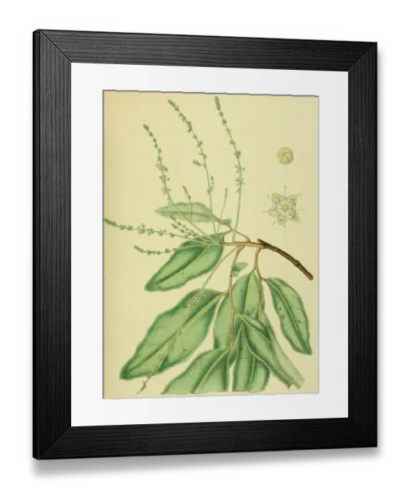 Framed Print : Gleniea zeylanica, native to Southeast Asia, Sri Lanka, digitally restored historical colour print from 1893 Framed Print : Gleniea zeylanica, native to Southeast Asia, Sri Lanka, digitally restored historical colour print from 1893
