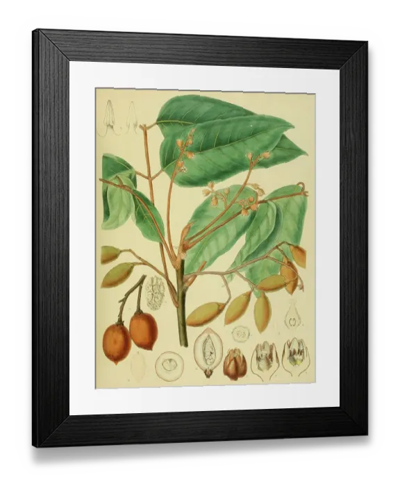 Framed Print : Canarium brunneum, native to Southeast Asia, Sri Lanka, digitally restored historical colour print from 1893 Framed Print : Canarium brunneum, native to Southeast Asia, Sri Lanka, digitally restored historical colour print from 1893