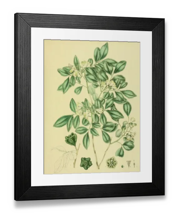 Framed Print : Murraya gleniei, native to Southeast Asia, Sri Lanka, digitally restored historical colour print from 1893 Framed Print : Murraya gleniei, native to Southeast Asia, Sri Lanka, digitally restored historical colour print from 1893