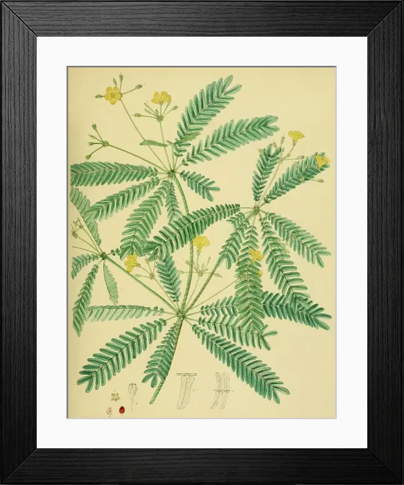 Framed Print : Biophytum intermedium, native to Southeast Asia, Sri Lanka, digitally restored historical colour print from 1893 Framed Print : Biophytum intermedium, native to Southeast Asia, Sri Lanka, digitally restored historical colour print from 1893