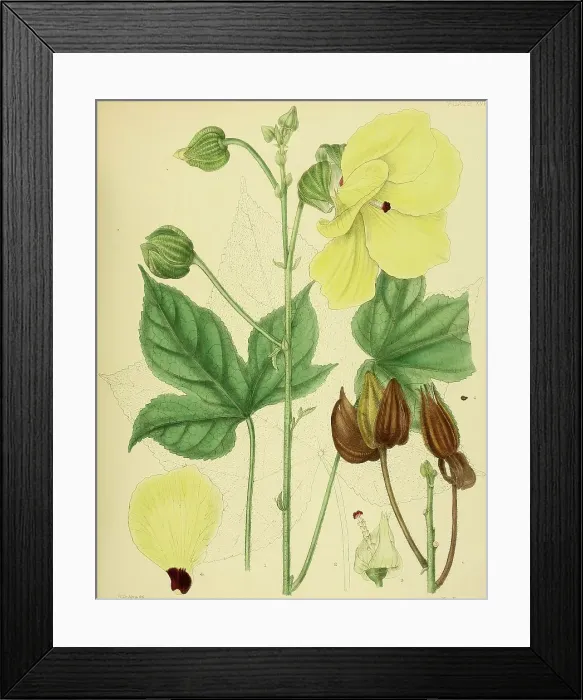 Framed Print : Hibiscus angulosus, native to Southeast Asia, Sri Lanka, digitally restored historical colour print from 1893 Framed Print : Hibiscus angulosus, native to Southeast Asia, Sri Lanka, digitally restored historical colour print from 1893