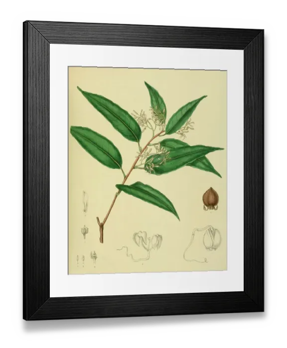 Framed Print : Vatica obscura, native to Southeast Asia, Sri Lanka, digitally restored historical colour print from 1893 Framed Print : Vatica obscura, native to Southeast Asia, Sri Lanka, digitally restored historical colour print from 1893