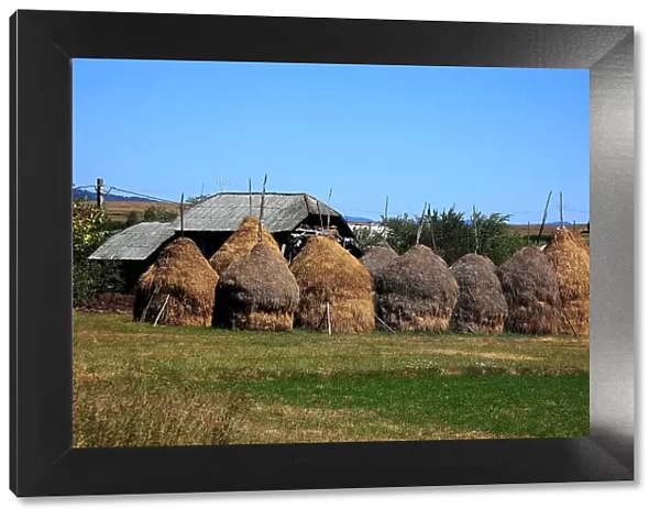 Farming in the Maramures, Romania, traditional haystacks