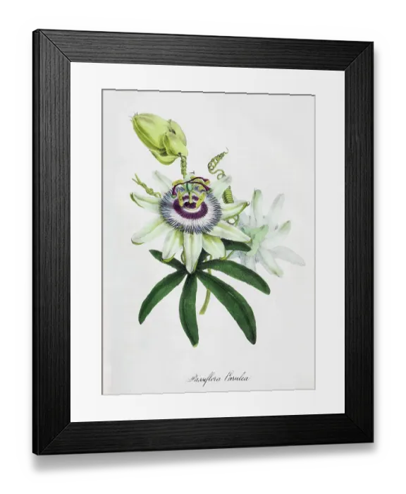Framed Print : Passion-flower (Passiflora), from Plantae Utiliores or Illustrations of useful plants, hand-colored print by Mary Ann Burnett, 1842 Framed Print : Passion-flower (Passiflora), from Plantae Utiliores or Illustrations of useful plants, hand-colored print by Mary Ann Burnett, 1842