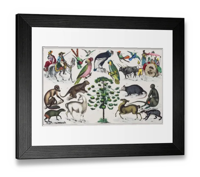 Framed Print : Zone painting South America, Peru, Bolivia, from natural history and ethnology, hand-coloured plate by Traugott Bromme, Stuttgart 1846