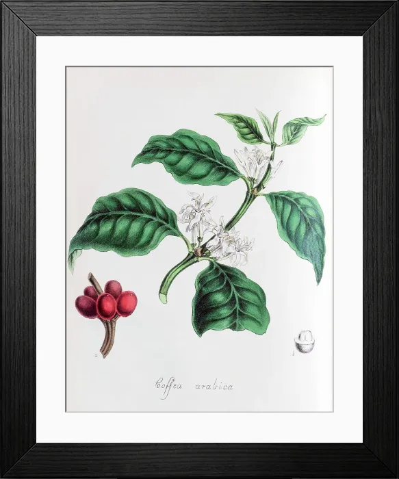 Framed Print : Arabica coffee (Coffea arabica), from Plantae Utiliores or Illustrations of useful plants, hand-colored print by Mary Ann Burnett, 1842 Framed Print : Arabica coffee (Coffea arabica), from Plantae Utiliores or Illustrations of useful plants, hand-colored print by Mary Ann Burnett, 1842