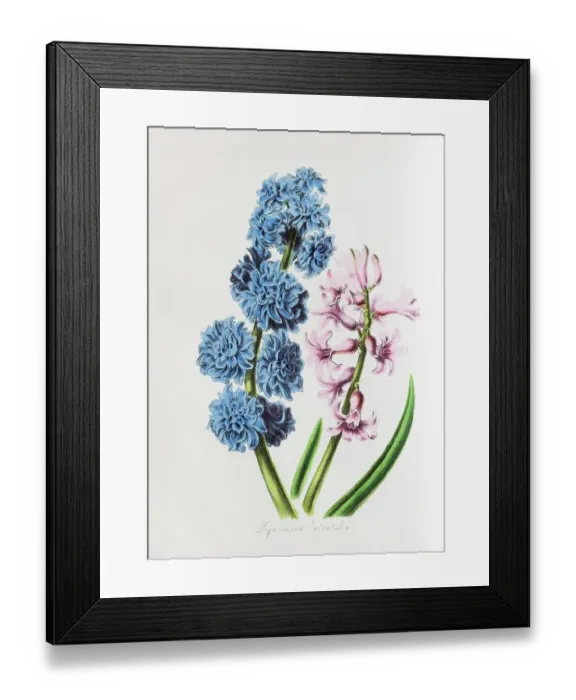 Framed Print : Garden Hyacinth (Hyacinthus orientalis), from Plantae Utiliores or Illustrations of useful plants, hand-colored print by Mary Ann Burnett, 1842 Framed Print : Garden Hyacinth (Hyacinthus orientalis), from Plantae Utiliores or Illustrations of useful plants, hand-colored print by Mary Ann Burnett, 1842