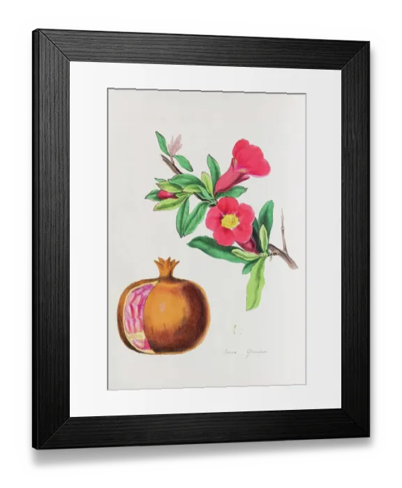 Framed Print : Pomegranate (Punica granatum), from Plantae Utiliores or Illustrations of useful plants, hand-colored print by Mary Ann Burnett, 1842