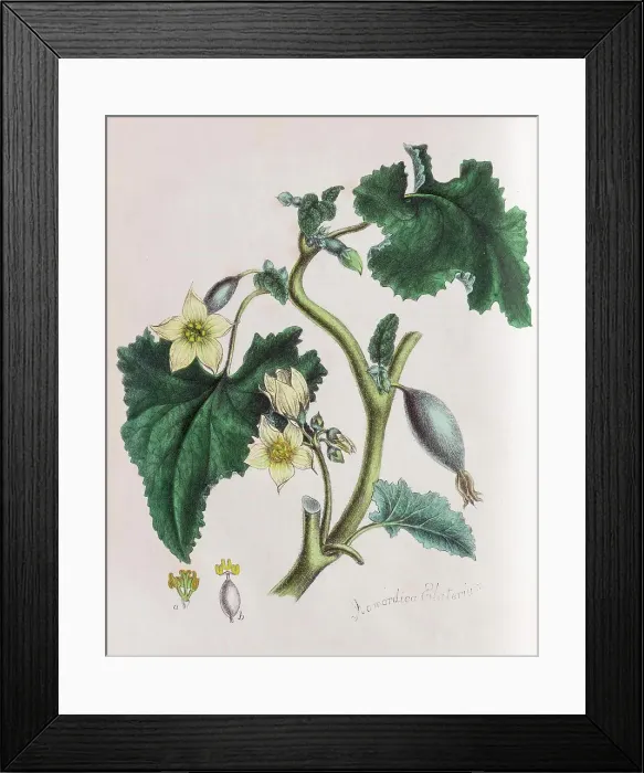 Framed Print : Squirting cucumber (Ecballium elaterium), from Plantae Utiliores or Illustrations of useful plants, hand-colored print by Mary Ann Burnett, 1842