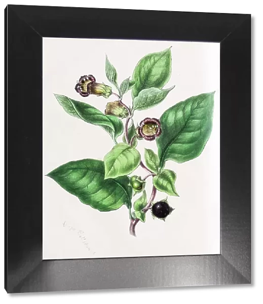 Belladonna (Atropa belladonna), from Plantae Utiliores or Illustrations of useful plants, hand-colored print by Mary Ann Burnett, 1842