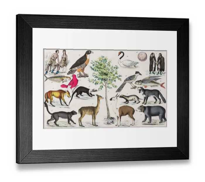 Framed Print : Zone painting, Patagonia, Tierra del Fuego, Arancania, Falkland Islands, from natural history and ethnology, hand-coloured plate by Traugott Bromme, Stuttgart 1846 Framed Print : Zone painting, Patagonia, Tierra del Fuego, Arancania, Falkland Islands, from natural history and ethnology, hand-coloured plate by Traugott Bromme, Stuttgart 1846