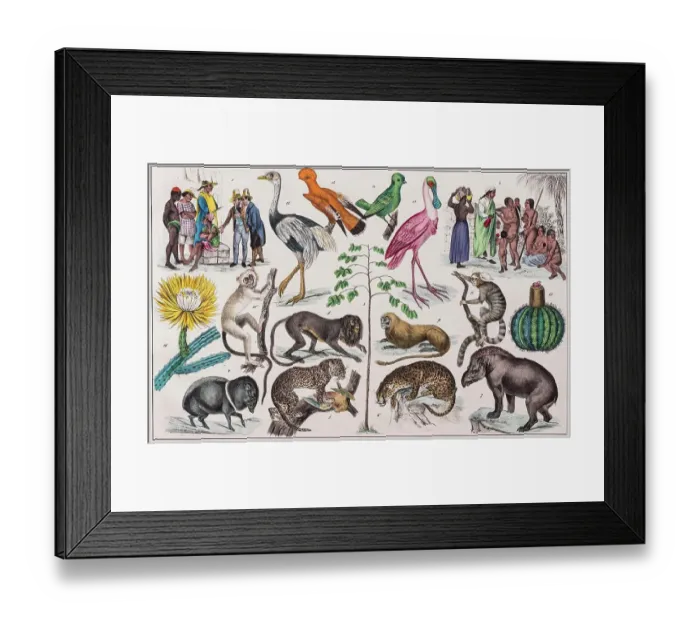 Framed Print : Zone painting, Central America, Colombia, Guyana, from natural history and ethnology, hand-coloured panel by Traugott Bromme, Stuttgart 1846 Framed Print : Zone painting, Central America, Colombia, Guyana, from natural history and ethnology, hand-coloured panel by Traugott Bromme, Stuttgart 1846
