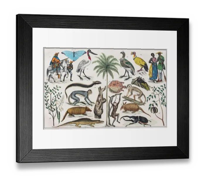 Framed Print : Zone painting, Central America, Mexico, Guatemala, West India, from natural history and ethnology, hand-coloured plate by Traugott Bromme, Stuttgart 1846 Framed Print : Zone painting, Central America, Mexico, Guatemala, West India, from natural history and ethnology, hand-coloured plate by Traugott Bromme, Stuttgart 1846