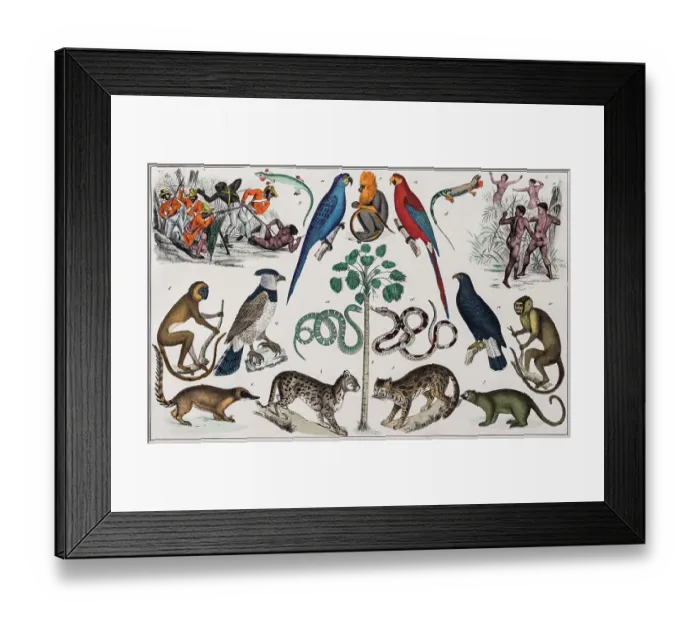 Framed Print : Zone painting, Brazil, from natural history and ethnology, hand-coloured plate by Traugott Bromme, Stuttgart 1846 Framed Print : Zone painting, Brazil, from natural history and ethnology, hand-coloured plate by Traugott Bromme, Stuttgart 1846