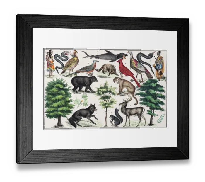 Framed Print : Zone painting North America, United States, Texas, from Natural History and Ethnology, hand-coloured plate by Traugott Bromme, Stuttgart 1846 Framed Print : Zone painting North America, United States, Texas, from Natural History and Ethnology, hand-coloured plate by Traugott Bromme, Stuttgart 1846