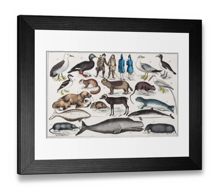 Framed Print : Zone Painting North America, Greenland, Labrador, Canada, New Brunswick, New Scotland, New Foundland, from Natural History and Ethnology, hand-coloured plate by Traugott Bromme, Stuttgart 1846 Framed Print : Zone Painting North America, Greenland, Labrador, Canada, New Brunswick, New Scotland, New Foundland, from Natural History and Ethnology, hand-coloured plate by Traugott Bromme, Stuttgart 1846