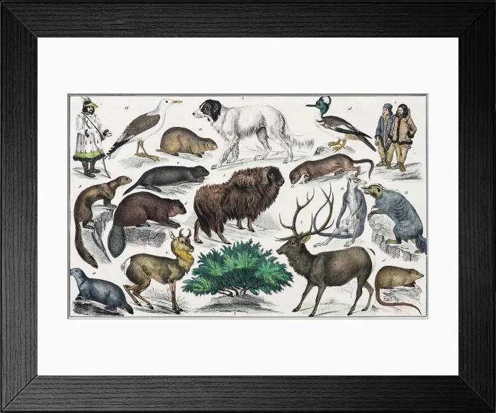 Framed Print : Zone painting North America, Baffinsland, Hudson lands, Russian America, from natural history and ethnology, hand-coloured plate by Traugott Bromme, Stuttgart 1846 Framed Print : Zone painting North America, Baffinsland, Hudson lands, Russian America, from natural history and ethnology, hand-coloured plate by Traugott Bromme, Stuttgart 1846