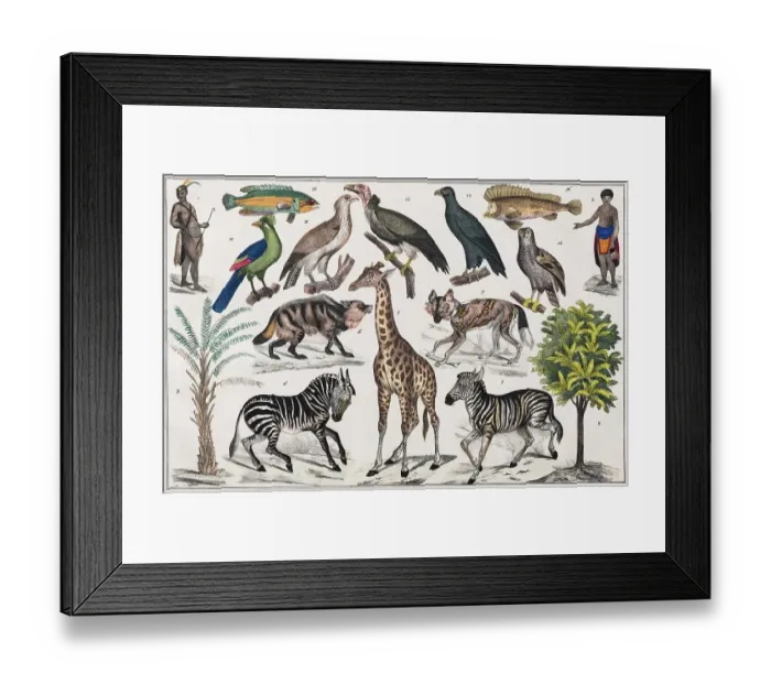 Framed Print : Zone painting, South Africa, Kafferland, East Coast of South Africa, from natural history and ethnology, hand-coloured panel by Traugott Bromme, Stuttgart 1846 Framed Print : Zone painting, South Africa, Kafferland, East Coast of South Africa, from natural history and ethnology, hand-coloured panel by Traugott Bromme, Stuttgart 1846