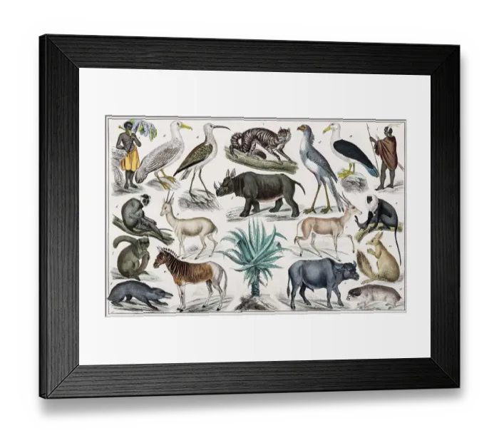 Framed Print : Zone painting, South Africa, Kapland, Kaffer- and Hottentottenland, from natural history and ethnology, hand-coloured plate by Traugott Bromme, Stuttgart 1846 Framed Print : Zone painting, South Africa, Kapland, Kaffer- and Hottentottenland, from natural history and ethnology, hand-coloured plate by Traugott Bromme, Stuttgart 1846