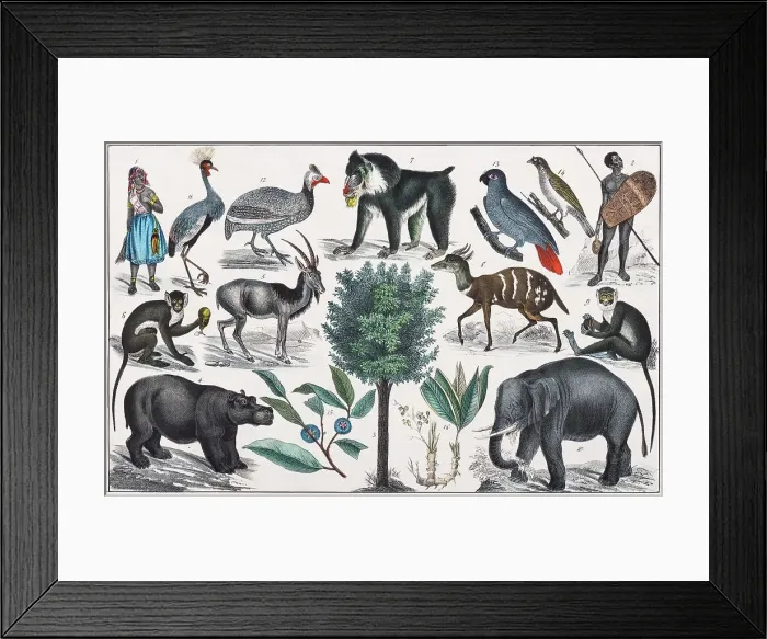 Framed Print : Zone painting, Middle Africa, Lower Guinea, from natural history and ethnology, hand-coloured plate by Traugott Bromme, Stuttgart 1846