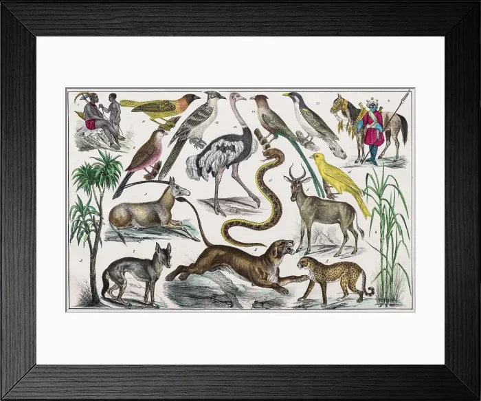 Framed Print : Zone painting, Middle Africa, Upper Guinea, from natural history and ethnology, hand-coloured plate by Traugott Bromme, Stuttgart 1846