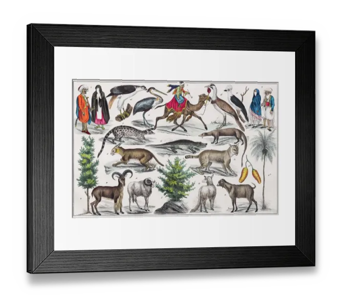 Framed Print : Zone painting North Africa, highland of Berbery, plateau of the Barka, lower Nile steppes, from natural history and ethnology, hand-coloured plate by Traugott Bromme, Stuttgart 1846 Framed Print : Zone painting North Africa, highland of Berbery, plateau of the Barka, lower Nile steppes, from natural history and ethnology, hand-coloured plate by Traugott Bromme, Stuttgart 1846