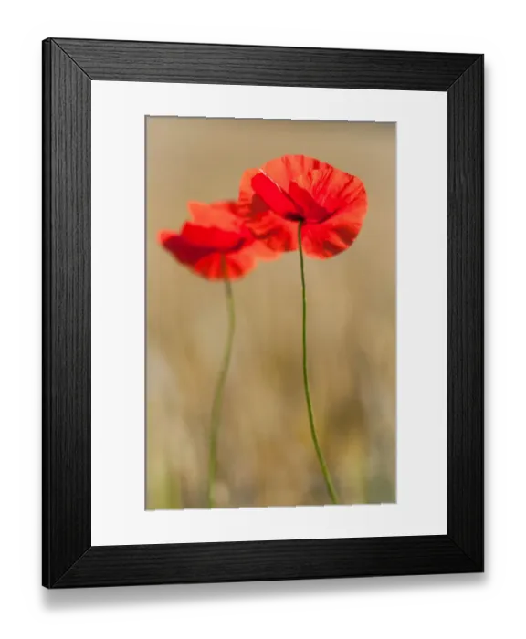 Framed Print : Two red poppies in a wheat field in summer Framed Print : Two red poppies in a wheat field in summer