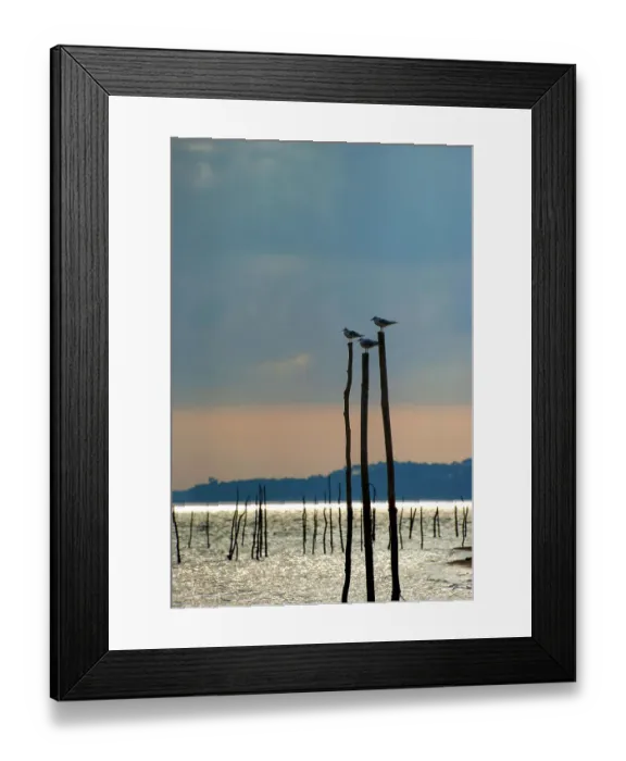 Framed Print : The three birds of the Arcachon basin Framed Print : The three birds of the Arcachon basin