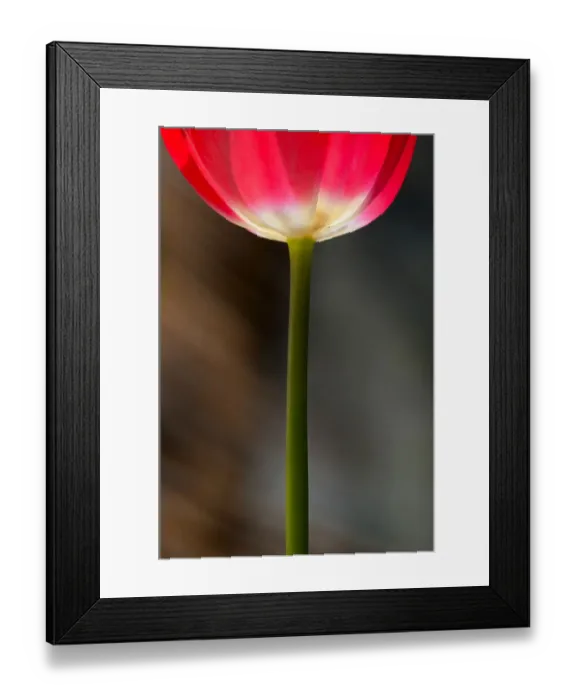 Framed Print : The tulip. This photograph represents a garden tulip that looks like a glass of red wine Framed Print : The tulip. This photograph represents a garden tulip that looks like a glass of red wine