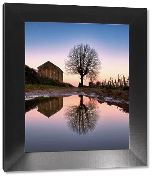 Reflection of a tree in the famous vineyards of Aloxe-Corton, Burgundy, France