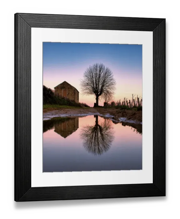 Framed Print : Reflection of a tree in the famous vineyards of Aloxe-Corton, Burgundy, France