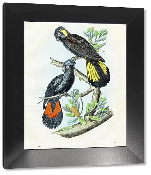 New Holland Parrots: red-tailed black cockatoo, black cockatoo - Very rare plate from 'Book of the World' 1859