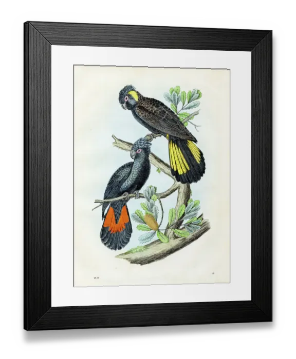 Framed Print : New Holland Parrots: red-tailed black cockatoo, black cockatoo - Very rare plate from Book of the World 1859 Framed Print : New Holland Parrots: red-tailed black cockatoo, black cockatoo - Very rare plate from Book of the World 1859