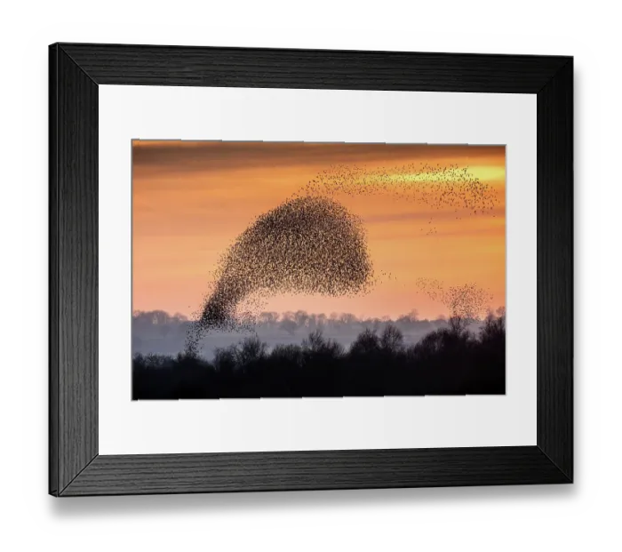 Framed Print : Flocks (murmurations) Of Starlings; (Species: Sturnus vulgaris; Family: Sturnidae; Order: Passeriformes) Framed Print : Flocks (murmurations) Of Starlings; (Species: Sturnus vulgaris; Family: Sturnidae; Order: Passeriformes)