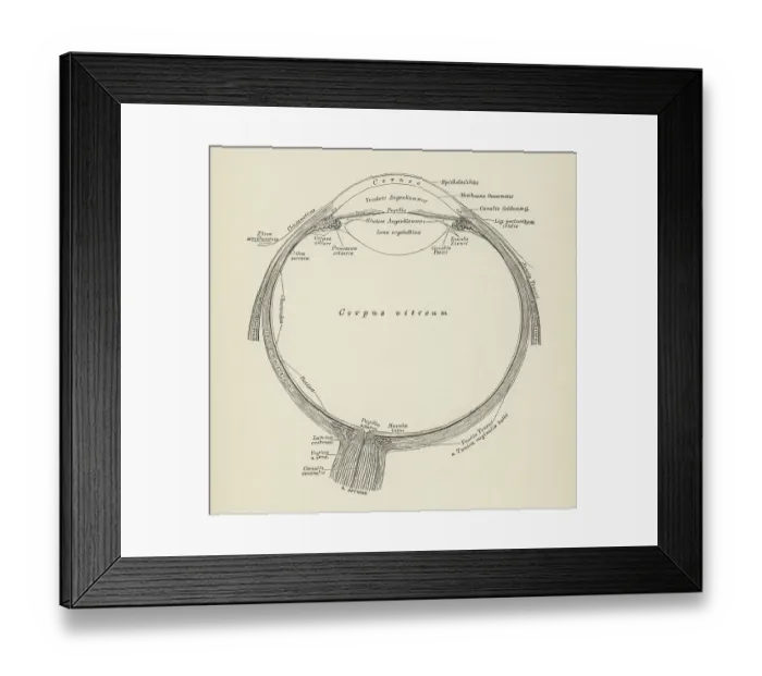 Framed Print : Old engraved illustration of anatomy of the human eye, section of the eyeball Framed Print : Old engraved illustration of anatomy of the human eye, section of the eyeball