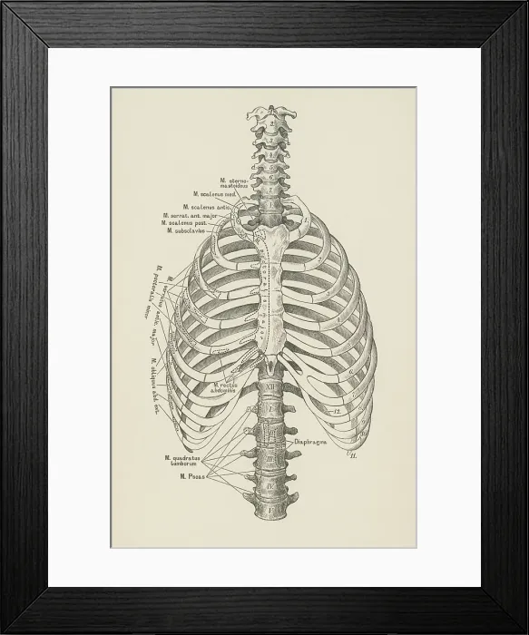 Framed Print : Old engraved illustration of bones of human spine and ribs Framed Print : Old engraved illustration of bones of human spine and ribs