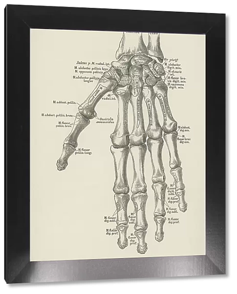 Old engraved illustration of the bones of the left hand
