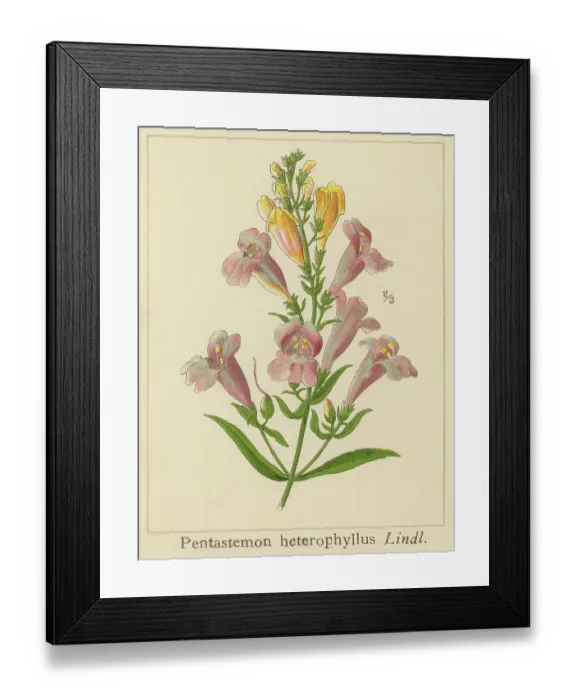 Framed Print : Old chromolithograph illustration of Botany, bunchleaf penstemon, foothill penstemon or foothill beardtongue (Penstemon heterophyllus) Framed Print : Old chromolithograph illustration of Botany, bunchleaf penstemon, foothill penstemon or foothill beardtongue (Penstemon heterophyllus)